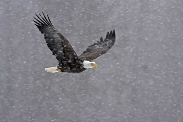 AK, Chilkat Bald eagle flying through snowstorm